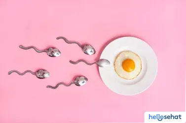 Spermatogenesis, Proses Pembentukan Sel Sperma - Hello Sehat