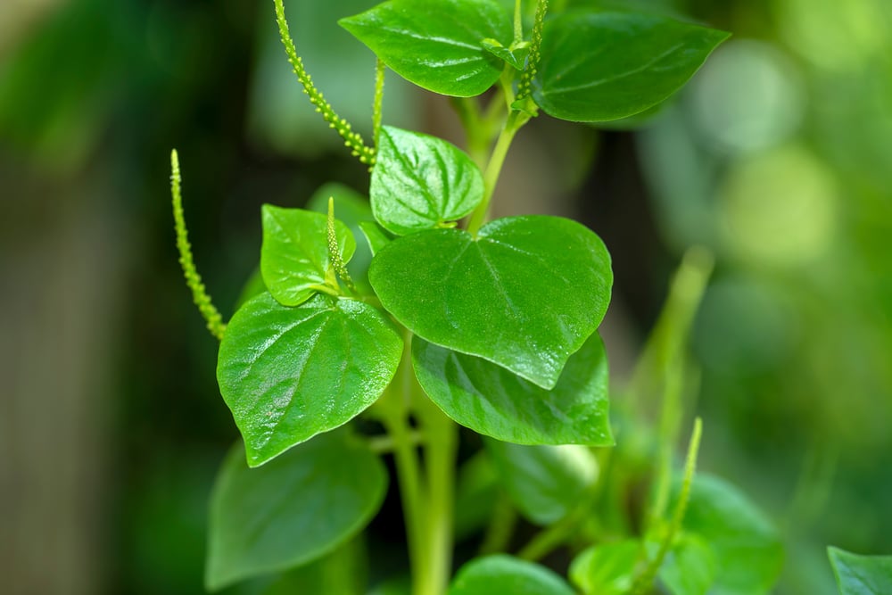 6 Manfaat Sirih Cina sebagai Obat Herbal, Plus Efek Sampingnya