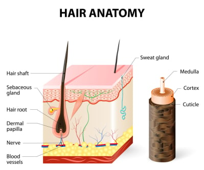 Anatomi struktur rambut manusia