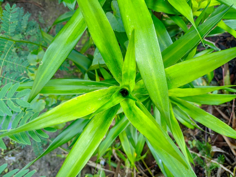 6 Manfaat Daun Suji untuk Mengatasi Masalah Kesehatan