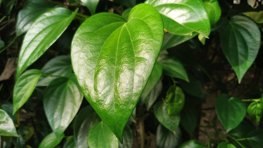 11 Manfaat Daun Sirih Beserta Efek Sampingnya Hello Sehat