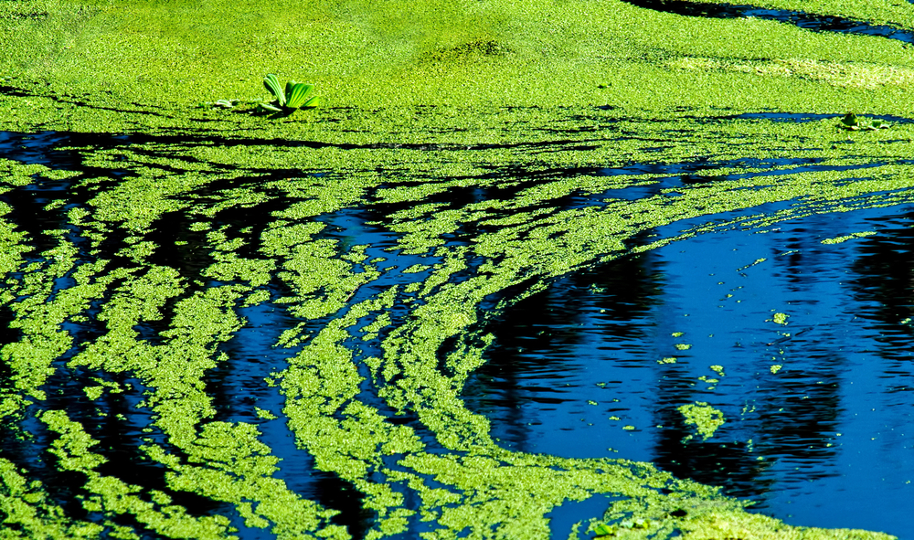 Cyanobacteria, Bermanfaat atau Berbahaya untuk Kesehatan?