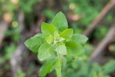 Daun Beluntas: Kandungan, Manfaat, dan Cara Pakai