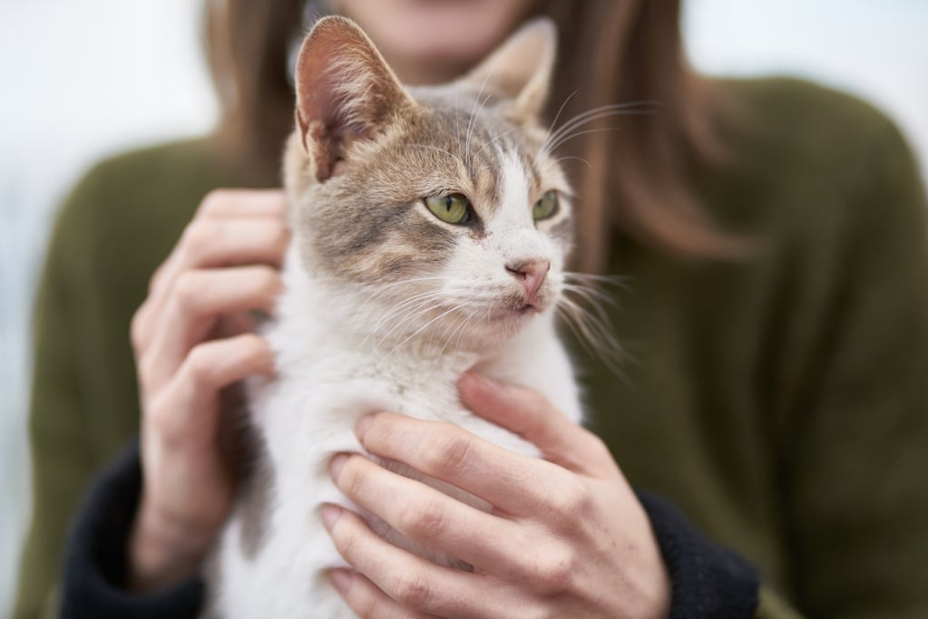 scabies kucing pada manusia