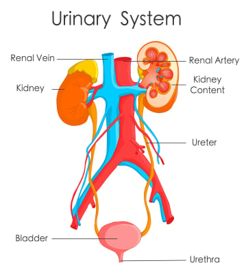 sistem urinaria