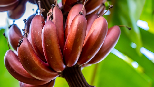 8 Manfaat Kesehatan Pisang Merah (Red Dacca)