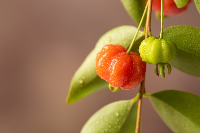 Jarang Diketahui, Ini 7 Manfaat Kesehatan Buah Dewandaru