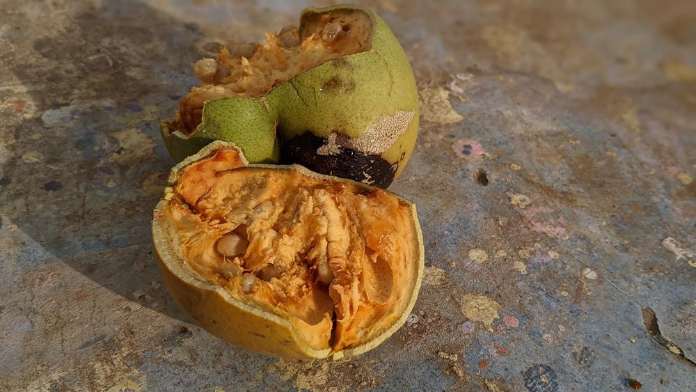 Buah Maja, Buah Asal India dengan Beragam Manfaat