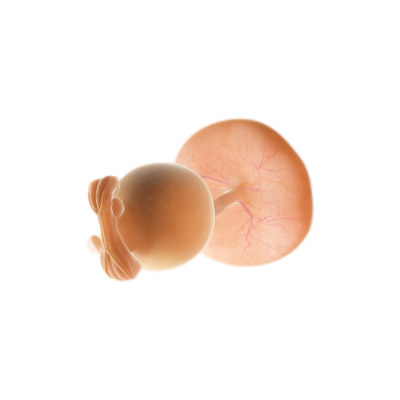 Minggu 5