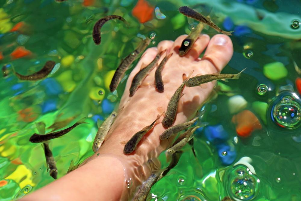 Mengulik Manfaat Terapi Ikan untuk Kesehatan