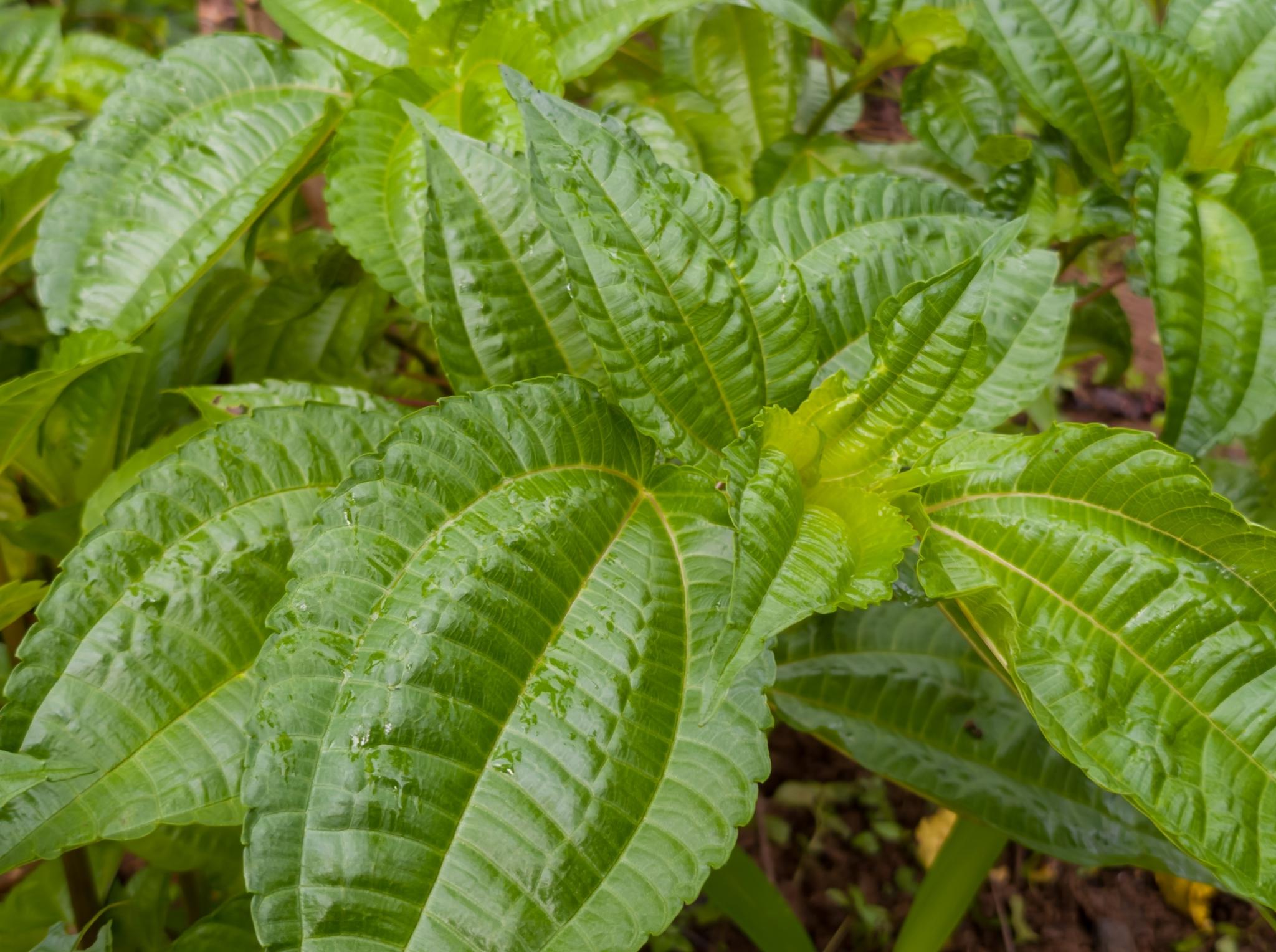 Daun Pohpohan Manfaat Cara Pakai Efek Samping Hello Sehat