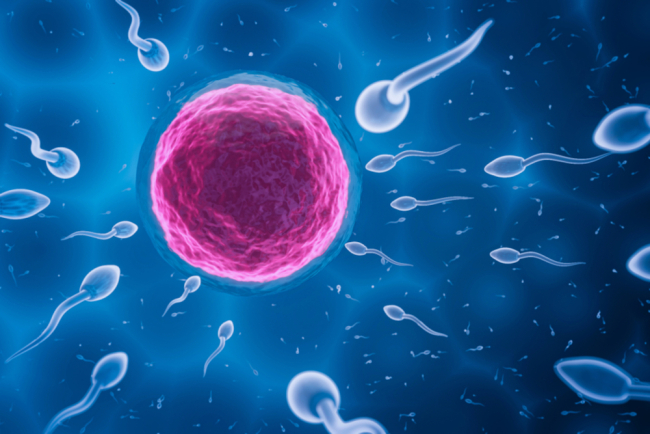 Perbedaan Oogenesis dan Spermatogenesis pada Manusia