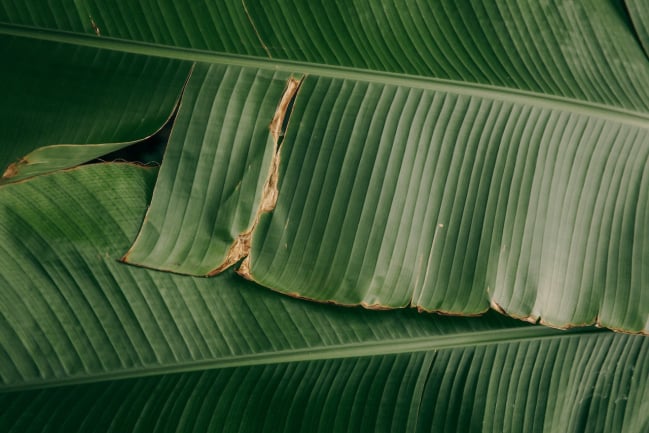 7 Manfaat Daun Pisang Untuk Kesehatan Plus Efek Sampingnya