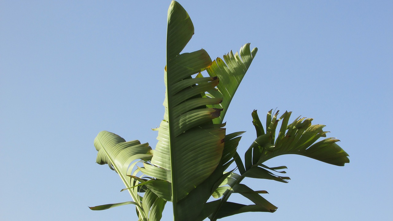 7 Manfaat Daun Pisang dan Efek Sampingnya