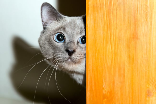 Mengenal Ailurophobia, Rasa Takut Berlebihan pada Kucing