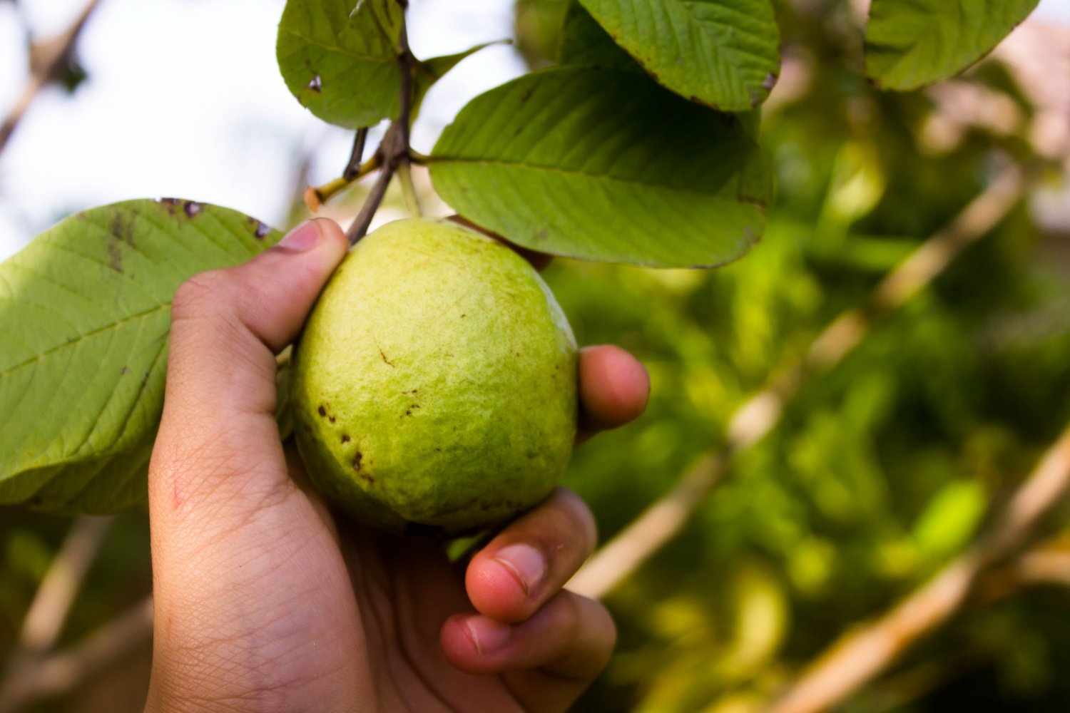 5 Manfaat Daun Jambu Biji untuk Wajah, Plus Cara Pakainya