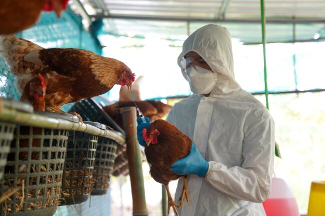 Mengenal Avian Influenza Pada Unggas: Gejala, Pencegahan, Dan Pengobatan