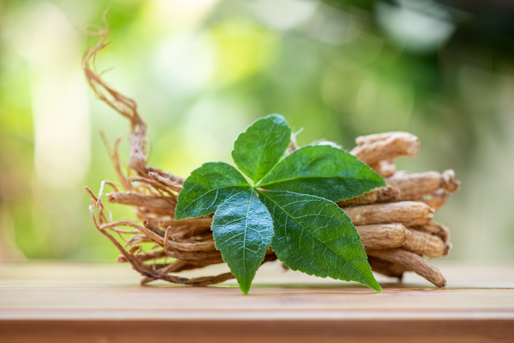 Manfaat Daun Ginseng, Cara Pakai, dan Efek Sampingnya