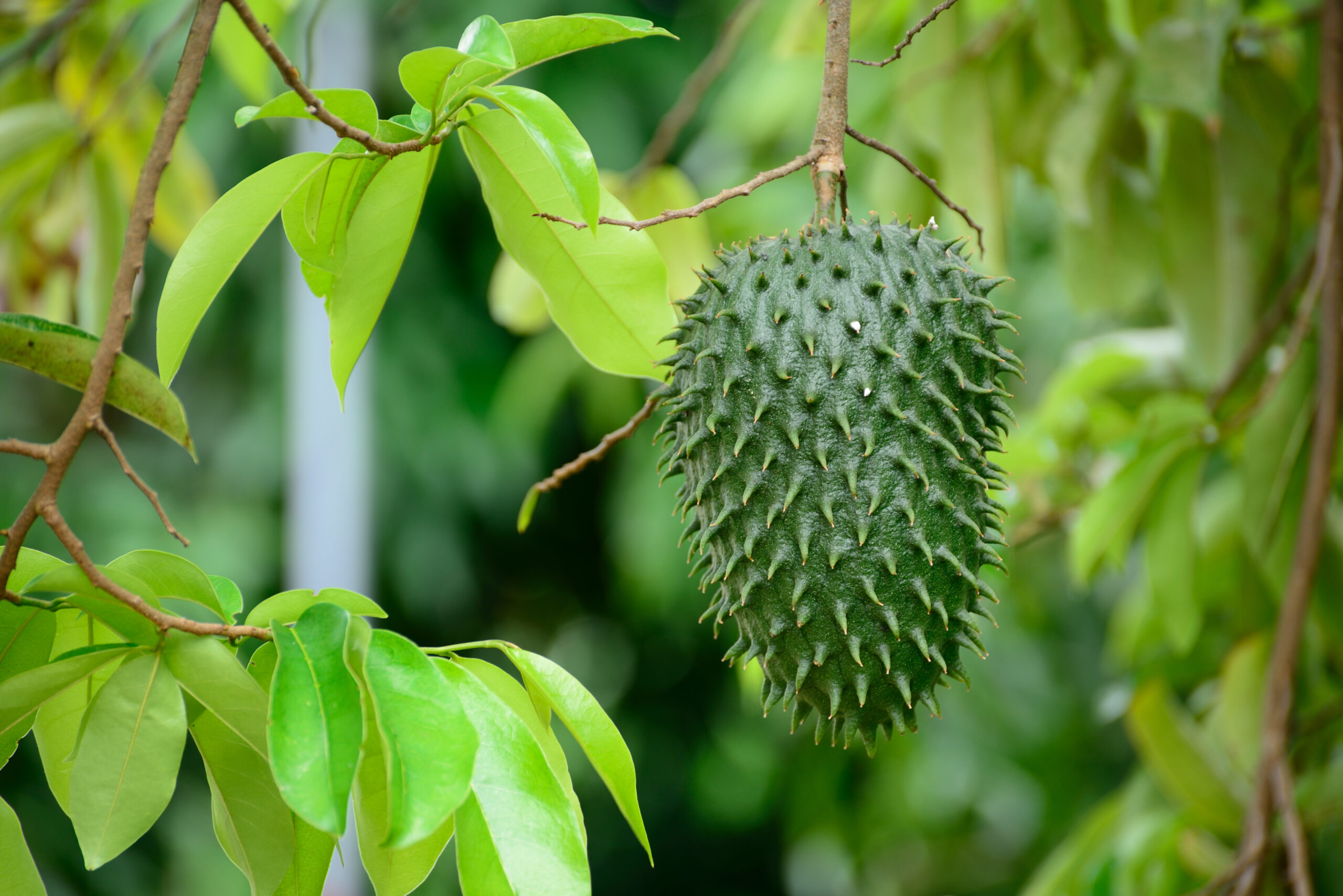 5 Efek Samping Daun Sirsak, Ketahui sebelum Mengonsumsinya!