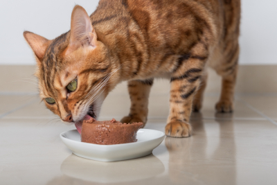 makanan basah kucing