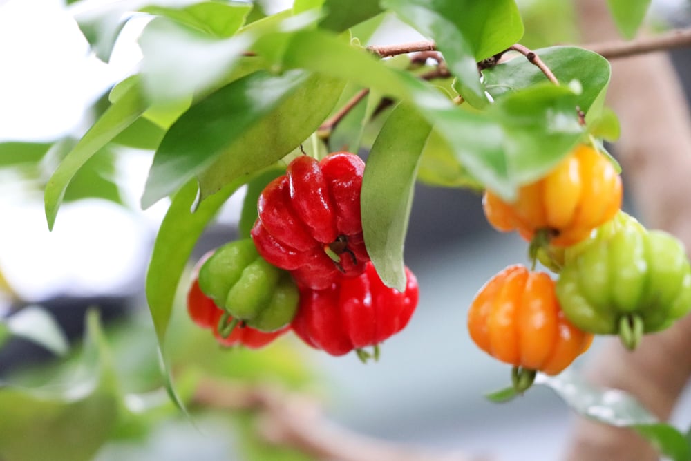 Pohon Dewandaru, Kenali 7 Manfaat dan Efek Sampingnya