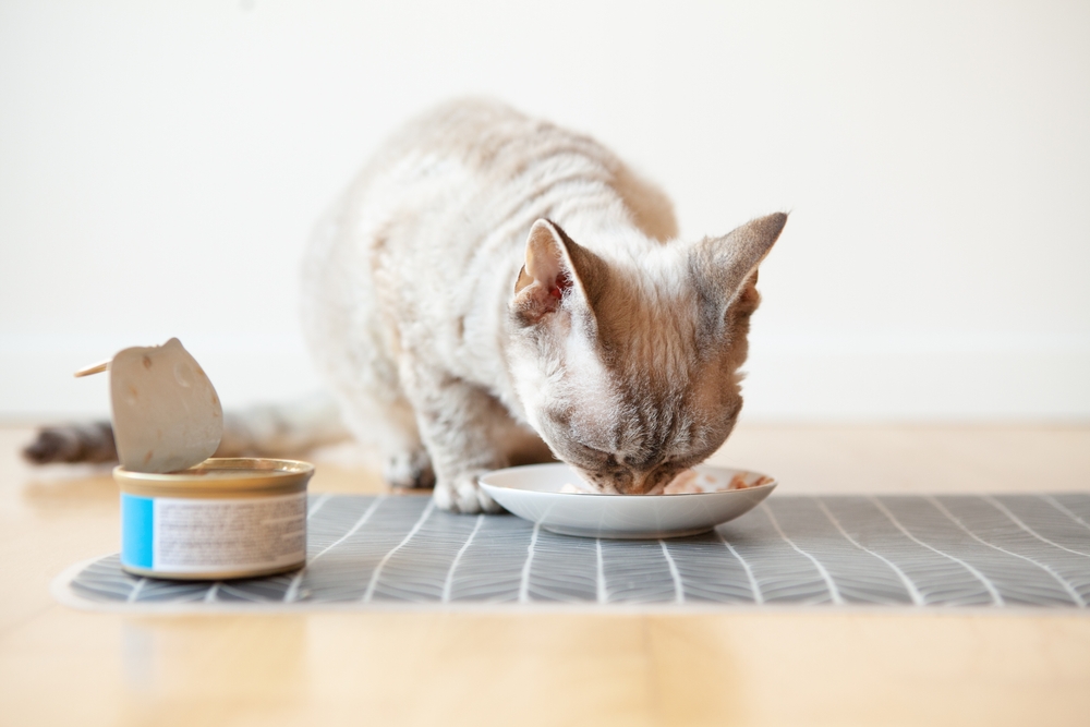 10 Daftar Makanan Basah (Wet Food) yang Enak untuk Kucing