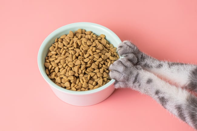 Dry food yang bagus untuk kitten hotsell