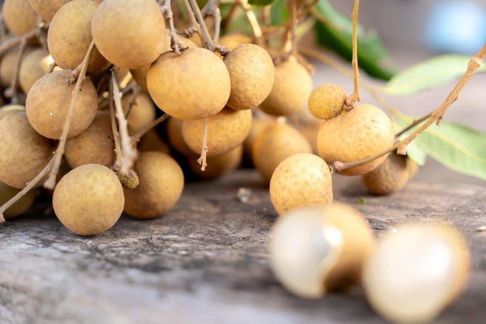 Gambar buah kelengkeng