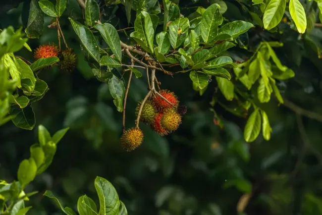 7 Manfaat Daun Rambutan dan Cara Menggunakannya