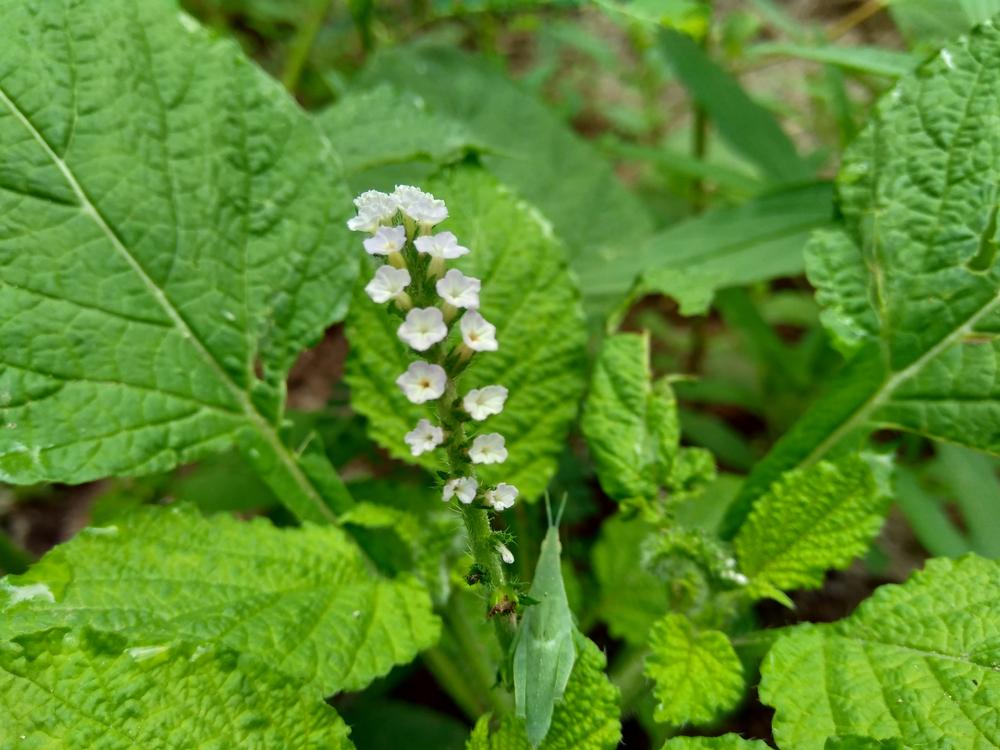 6 Manfaat Kesehatan Daun Sangket yang Tidak Anda Duga
