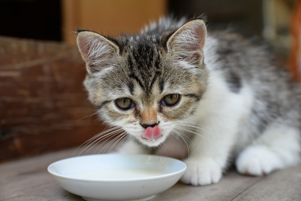 10 Merek Susu yang Cocok untuk Memenuhi Nutrisi Bayi Kucing