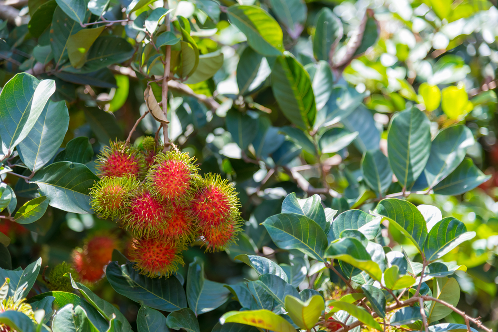 7 Manfaat Daun Rambutan dan Cara Menggunakannya