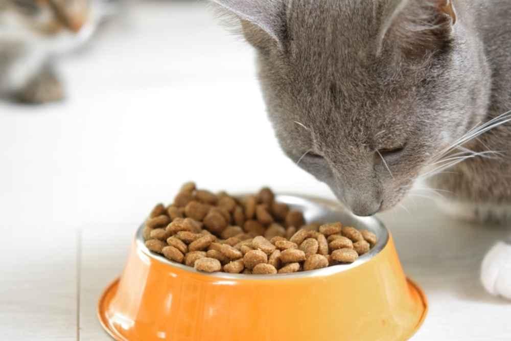Dry Food Kucing, Ini Kelebihan dan Kekurangannya