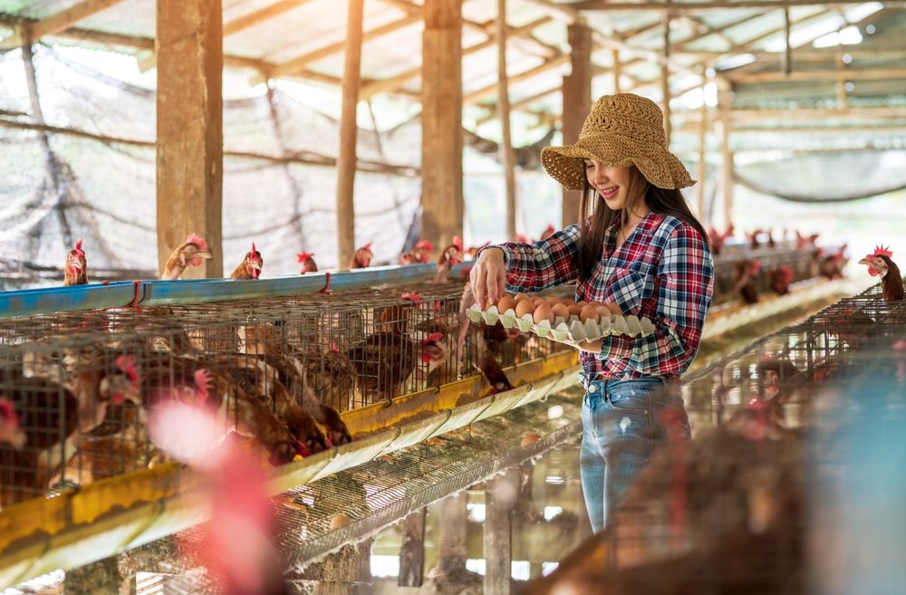 Awas, 5 Penyakit pada Unggas Ini Bisa Berpindah ke Manusia!