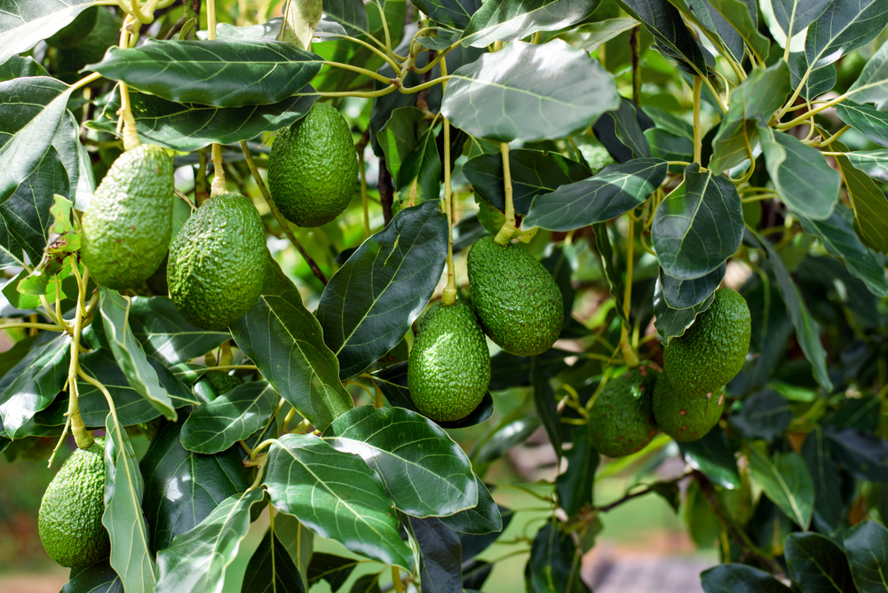 9 Manfaat Daun Alpukat untuk Pengobatan Herbal