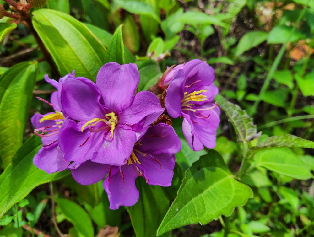 7 Manfaat Daun Senggani untuk Pengobatan Penyakit