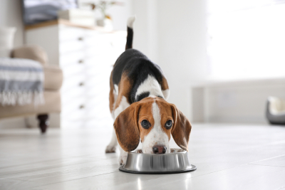 makanan anjing terbaik