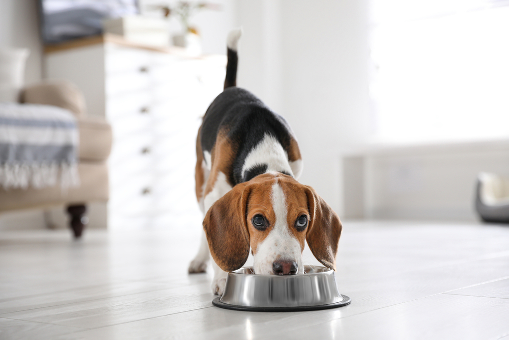 10 Merk Makanan Anjing (Dog Food) dengan Kualitas Terbaik