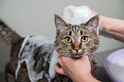 Kucing sedang keramas menggunakan shampo kucing