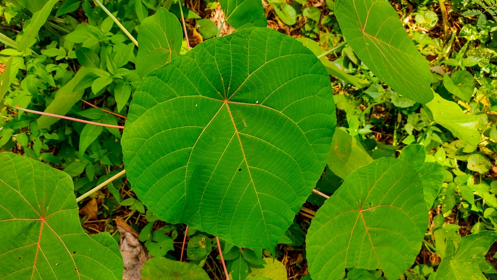 7 Manfaat Daun Waru untuk Pengobatan Herbal dan Kesehatan