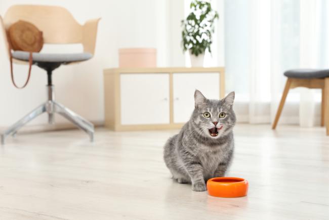 Jangan Asal Kasih, Ini 10 Makanan yang Dilarang untuk Kucing