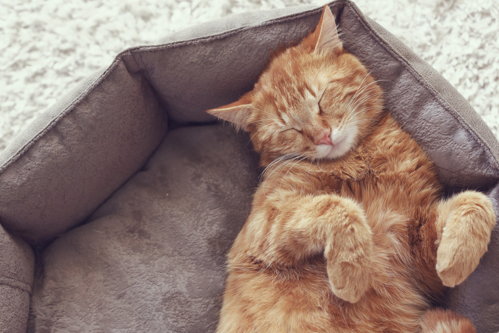 10 Penyebab Kucing Tidur Terus dan Cara Mengatasinya