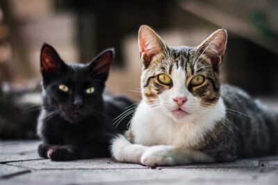 Jenis kucing hitam dan kucing kampung