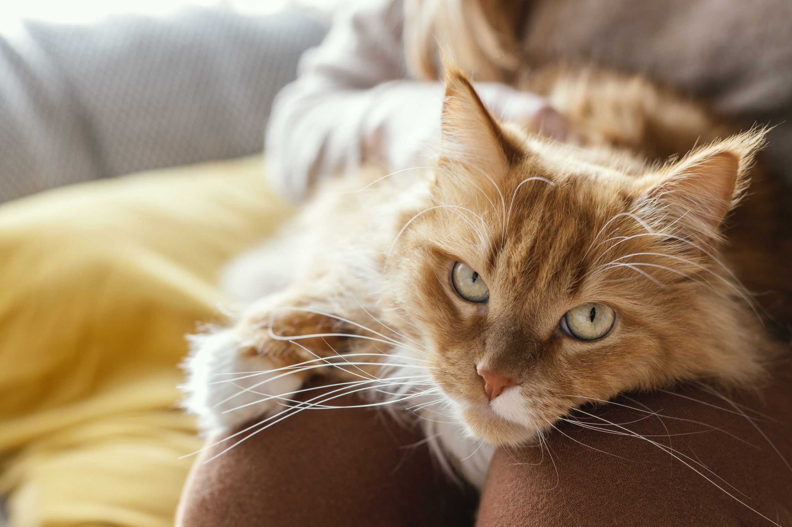 11 Cara Merawat Kucing agar Tetap Sehat dan Ceria