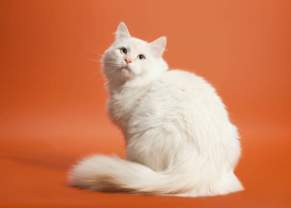 Mengenal Ras Kucing Siberia, Kucing Berbulu Panjang yang Aktif