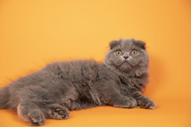 Mengenal Jenis Kucing Persia dan Cara Merawatnya