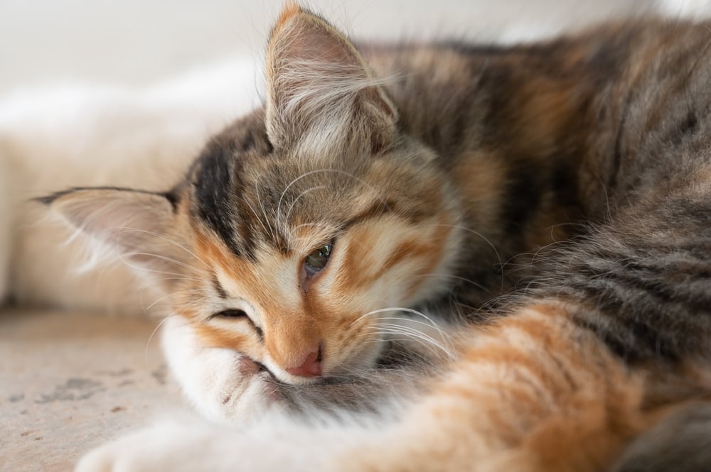 Kenali Ciri-Ciri Kucing Sakit dari Perubahan Fisik dan Perilakunya