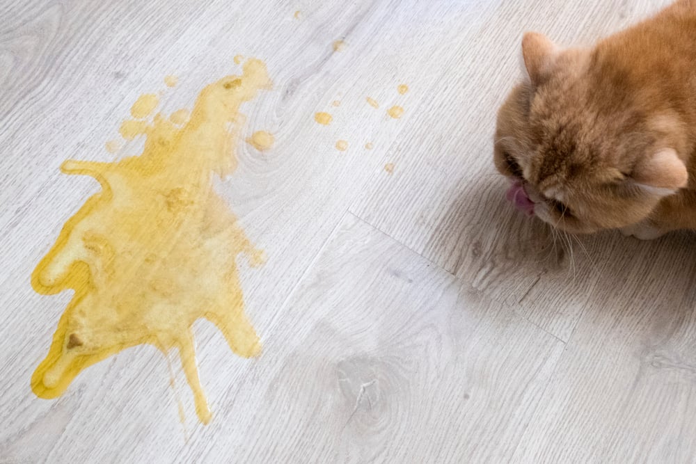 Kucing Muntah Kuning? Ini Penyebab dan Cara Mengatasinya