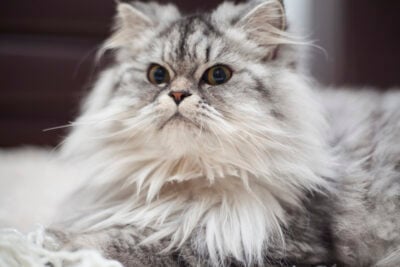 Persian cat kucing persia