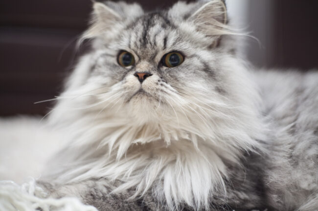 10 Jenis Kucing Peliharaan yang Populer dan Cirinya